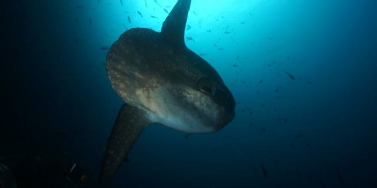 Galapagos-Tauchkreuzfahrt mit Stil – Aqua Galapagos