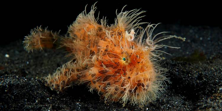 Black Sand Dive Retreat