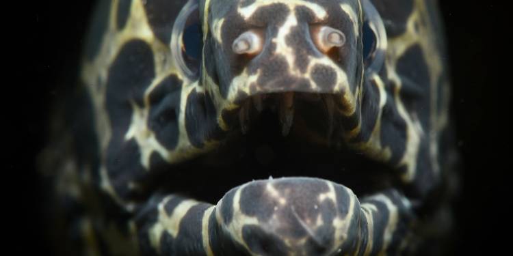 Bali Villa Dive Resort