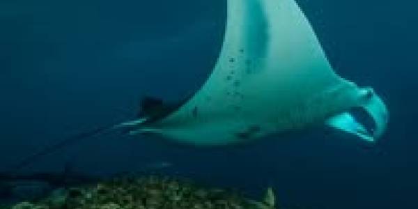 Bali Villa Dive Resort