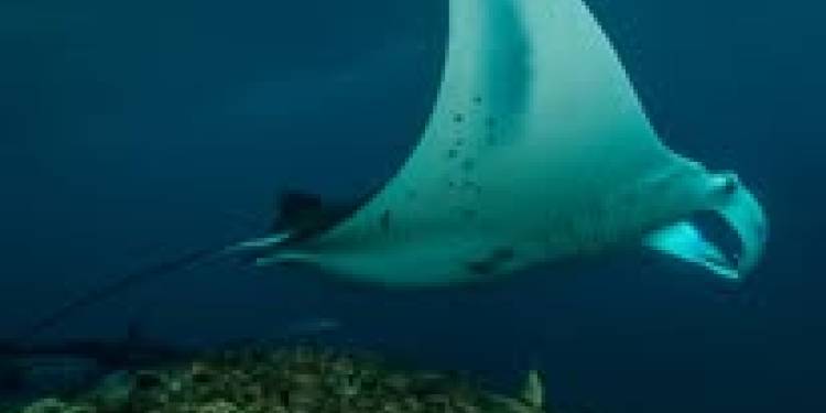 Bali Villa Dive Resort