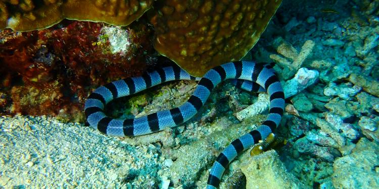 MSY Pindito - Indonesien