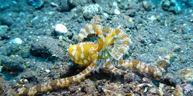 MSY Pindito - Indonesien