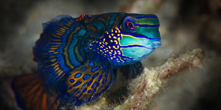 Lembeh Resort & Critters @ Lembeh Dive Center